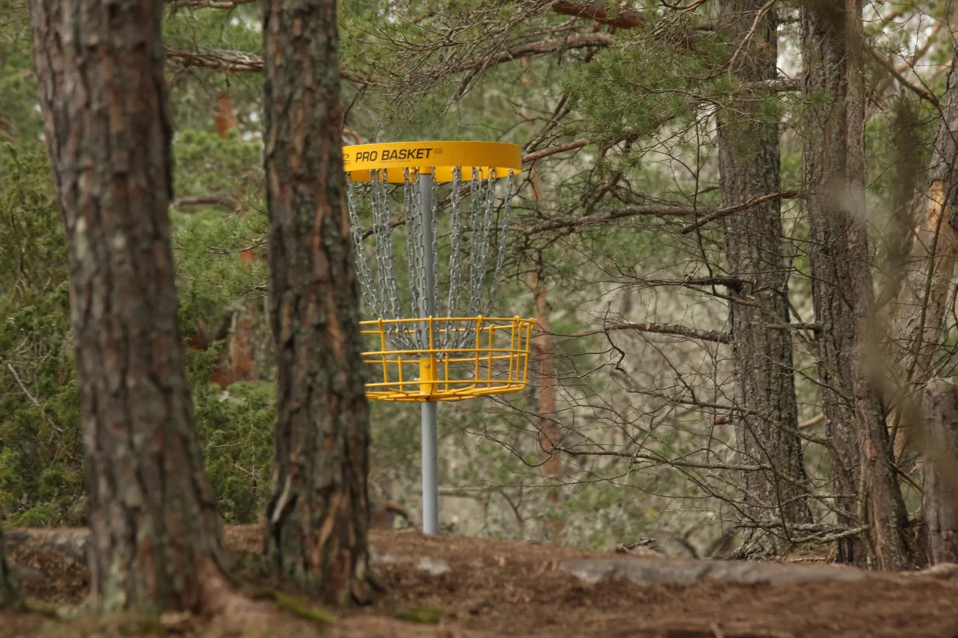 Discgolfi korv metsatukas