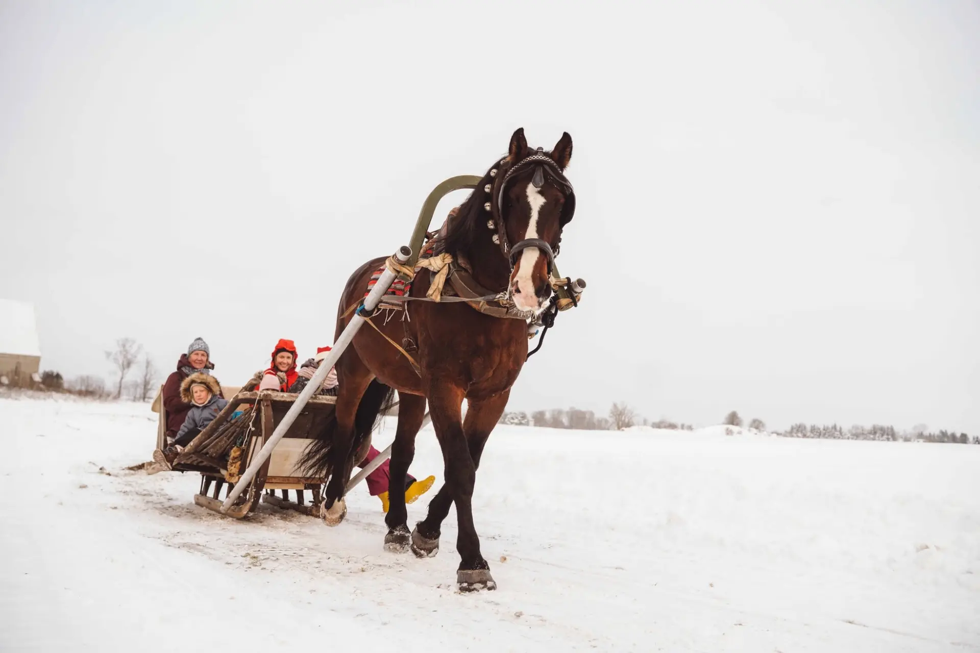 Talvine saanisõit hobusega